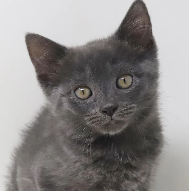 A baby small-sized female Gray / Blue / Silver Russian Blue cat named Molly Is Simply Magic! for adoption in Bedford Hills, NY
