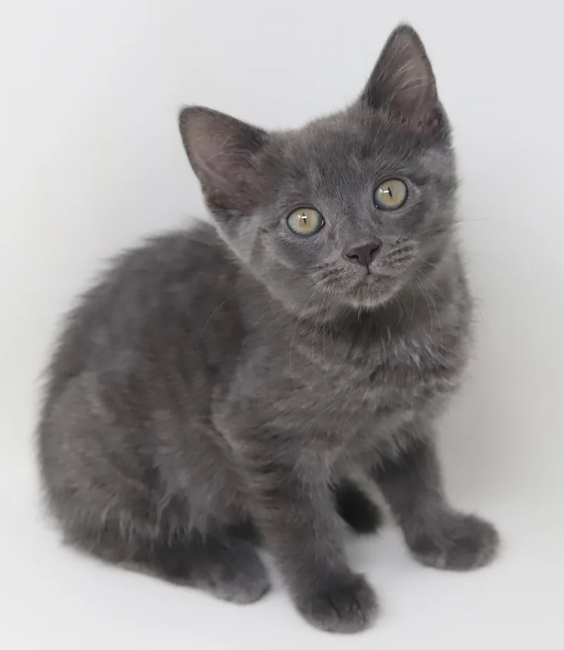 Molly Is Simply Magic! thumbnail 2