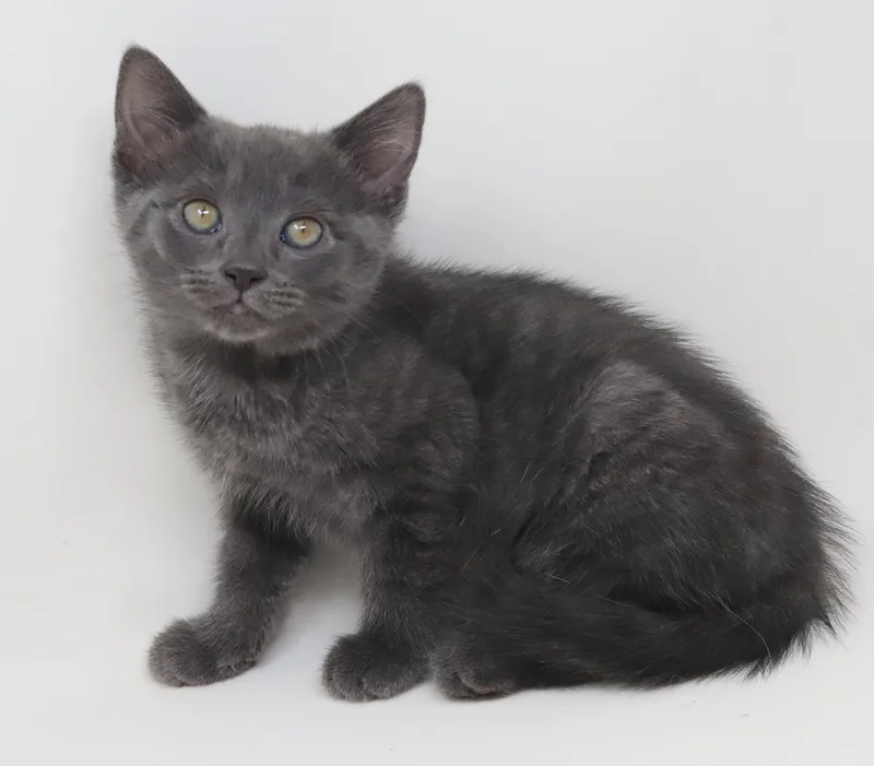 Molly Is Simply Magic! thumbnail 3