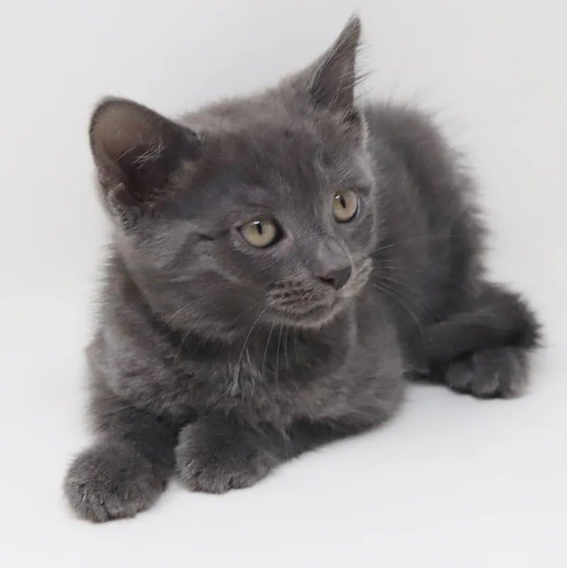 Molly Is Simply Magic! thumbnail 4