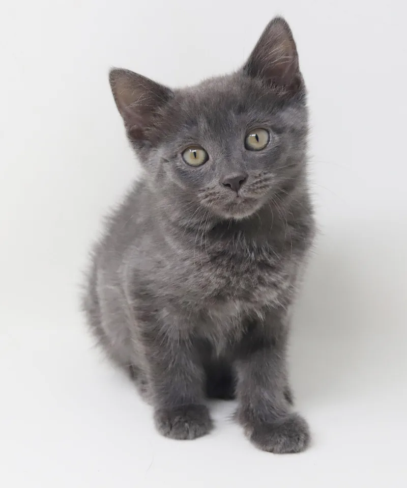 Molly Is Simply Magic! thumbnail 5