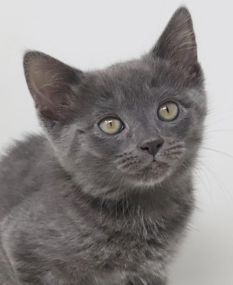 Molly Is Simply Magic! thumbnail 6