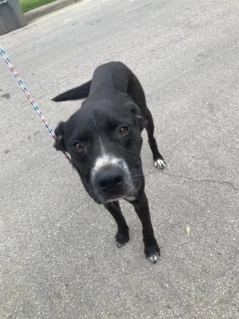 An adult medium-sized male Mixed Breed dog named Shadow for adoption in Dallas, TX