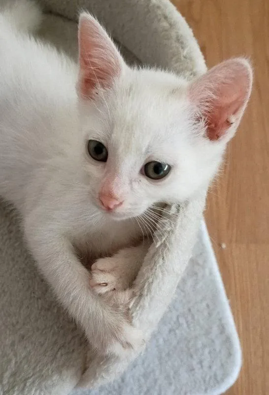 A young medium-sized female Domestic Short Hair cat named Brioche for adoption in Ocala, FL