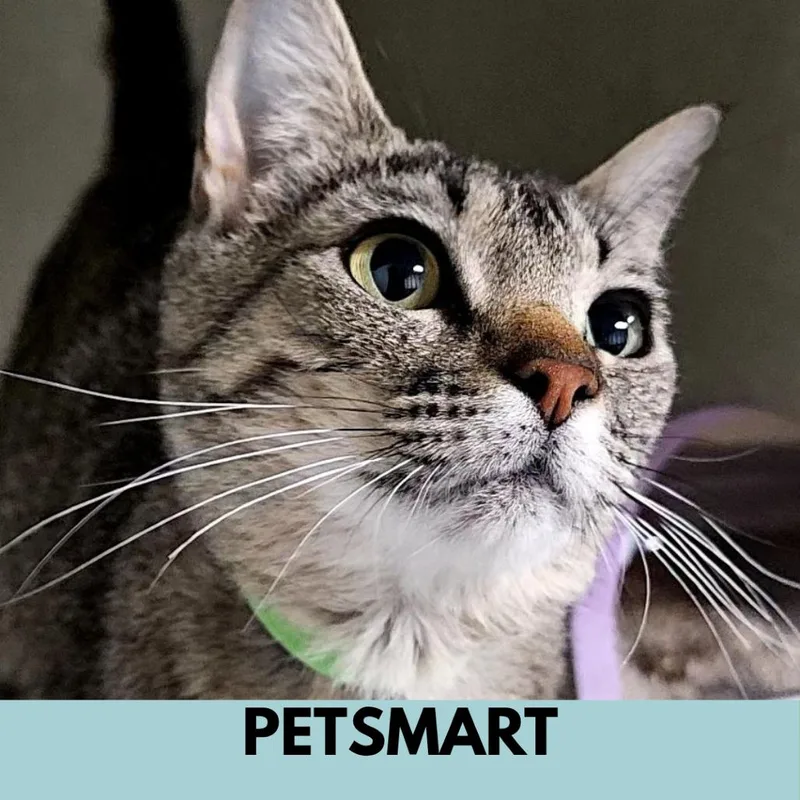 An adult medium-sized female Brown / Chocolate Domestic Short Hair cat named Morticia for adoption in Lakewood, CO