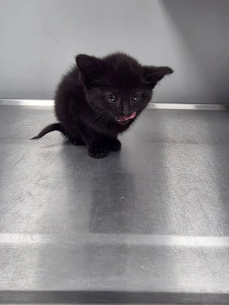 A baby small-sized male Domestic Short Hair cat named Dq for adoption in Angola, IN