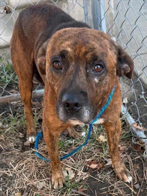 An adult medium-sized male Plott Hound dog named Logan for adoption in Tulsa, OK