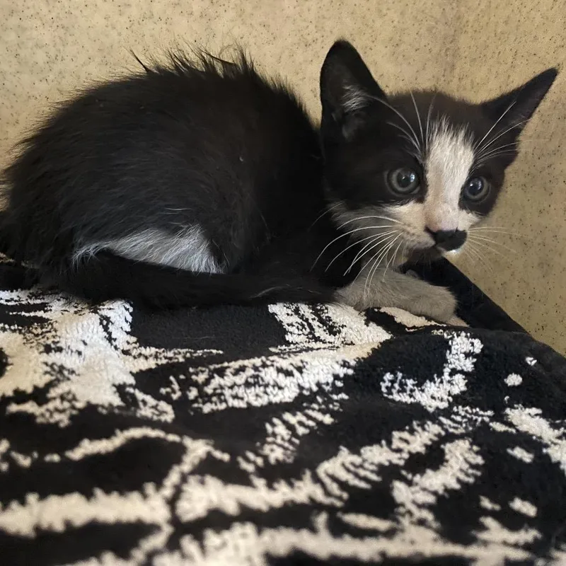 A baby small-sized male Black Domestic Short Hair cat named Name Unknown for adoption in Pasadena, CA