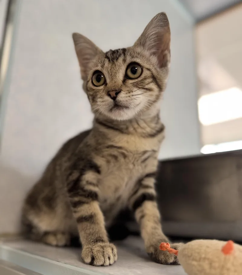 A young medium-sized female Tabby (Gray / Blue / Silver) Domestic Short Hair cat named Little Loves for adoption in Eagle, CO