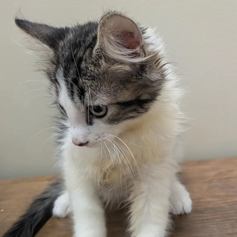 A baby small-sized male Brown / Chocolate Domestic Short Hair cat named Zi for adoption in Pleasanton, CA