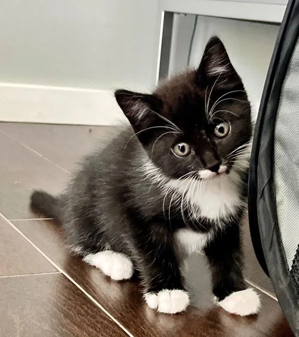A baby small-sized female Domestic Short Hair cat named Lexi for adoption in Staten Island, NY