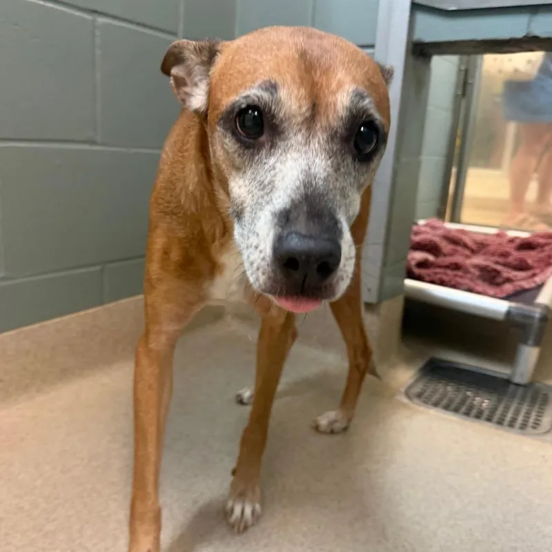 A senior medium-sized female Red / Chestnut / Orange Mixed Breed dog named Mera for adoption in Columbus, GA