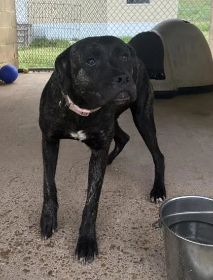 An adult large-sized female Cane Corso dog named LouLou for adoption in West Memphis, AR