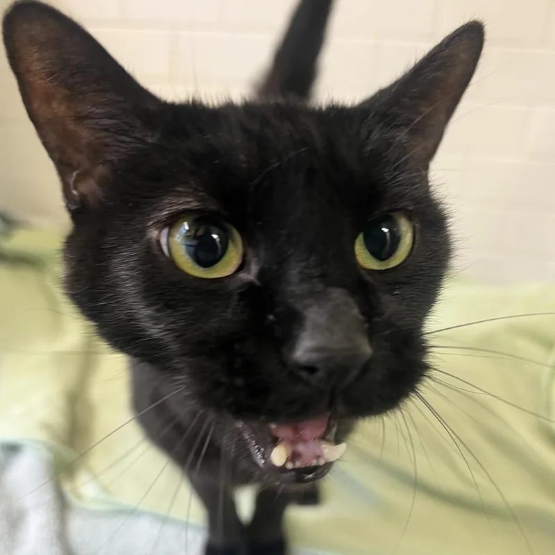 Bat