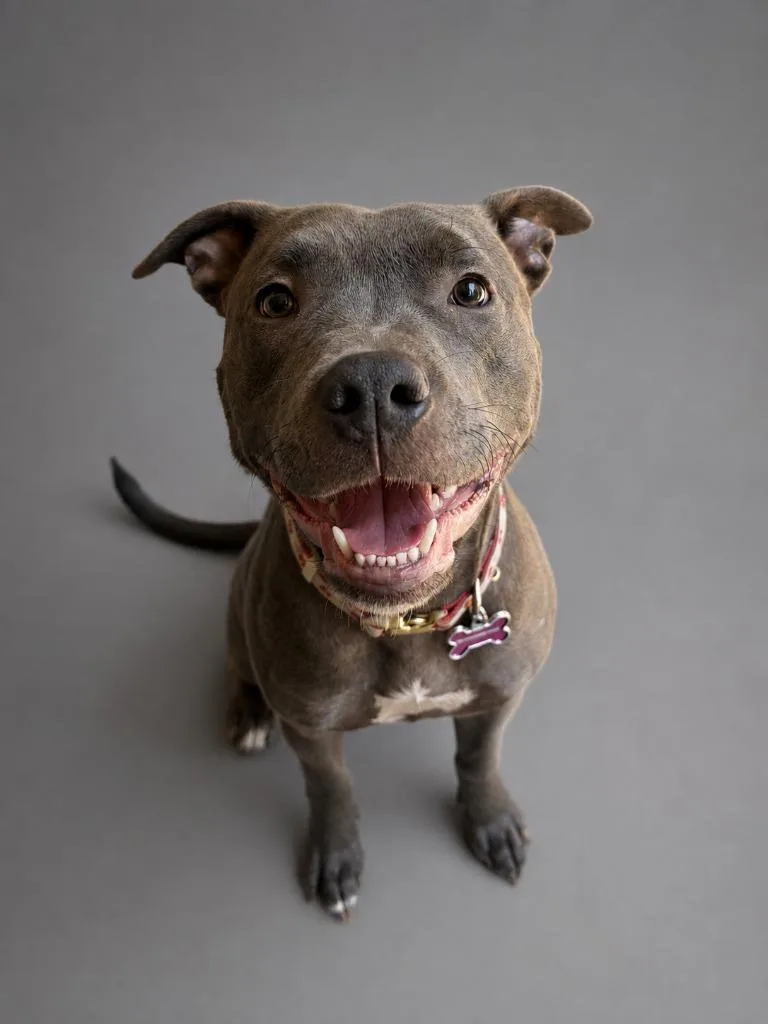 Nova