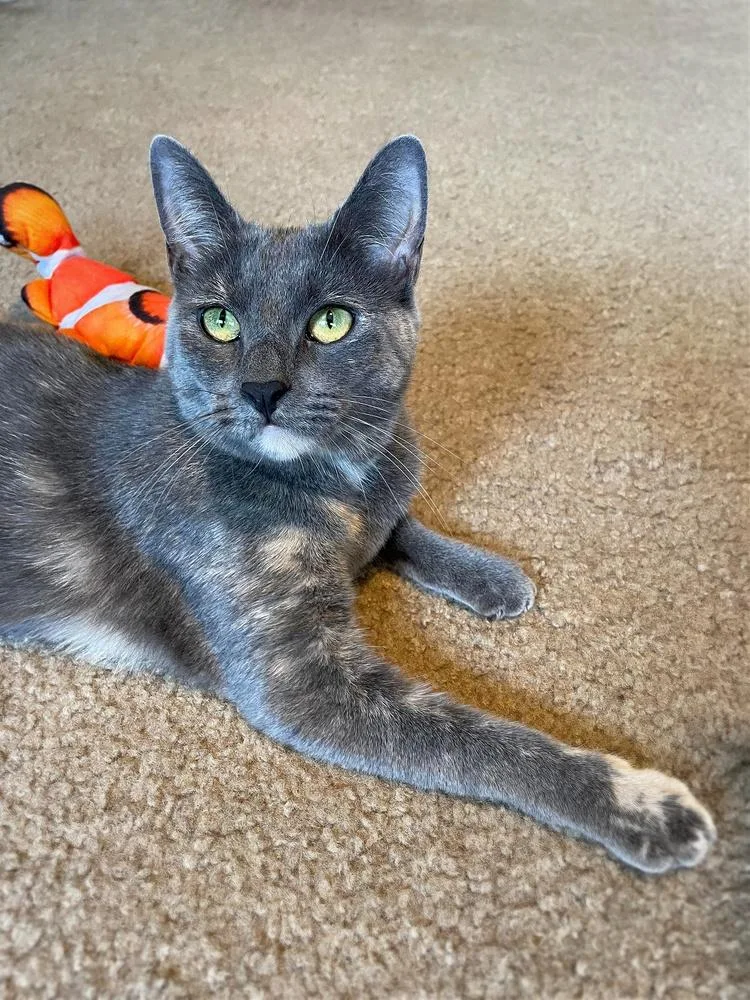 Mollie Orchard thumbnail 4