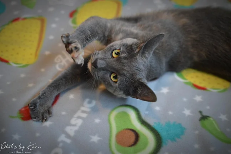 Mollie Orchard thumbnail 5