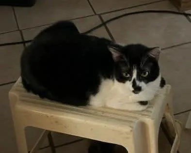 A young medium-sized female White Domestic Short Hair cat named Wobbles for adoption in North Berwick, ME