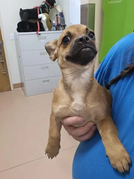 A baby small-sized female French Bulldog dog named DoraLee for adoption in Kennewick, WA