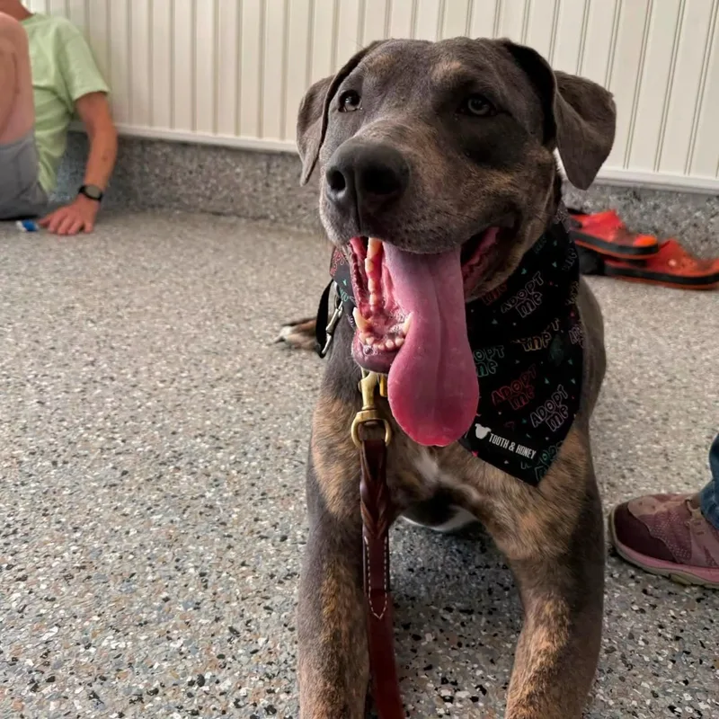 A young large-sized female Gray / Blue / Silver American Bully dog named Piper for adoption in Cleveland, OH
