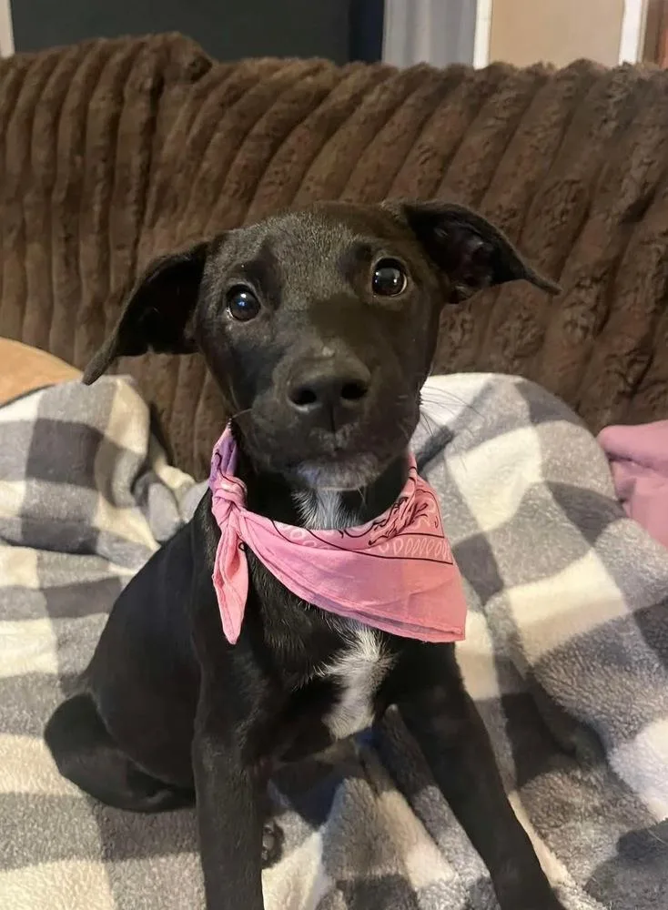 A baby medium-sized female Labrador Retriever dog named Lucy  Batesville Litter for adoption in Horn Lake, MS
