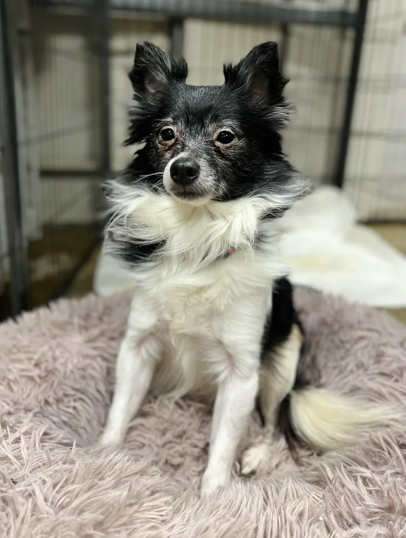 An adult small-sized male Black Chihuahua dog named Bix for adoption in Toledo, OH