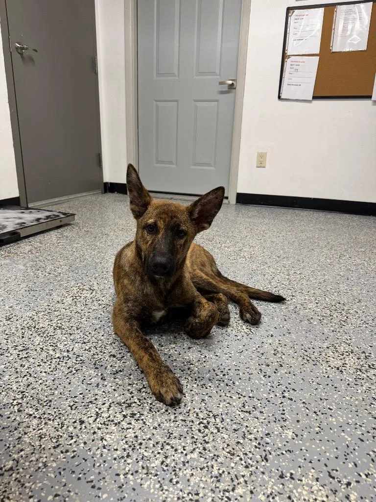 A young medium-sized male Shepherd dog named Sebastion for adoption in Seven Points, TX