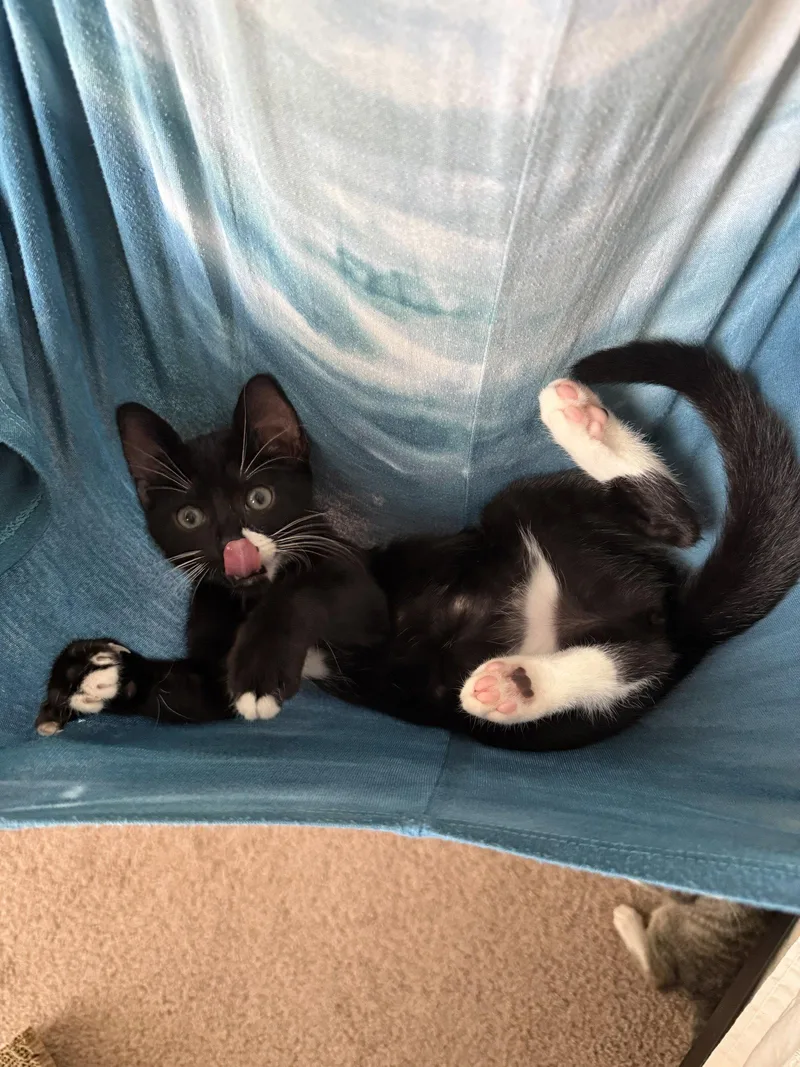 A baby medium-sized female Black & White / Tuxedo Domestic Short Hair cat named Itzy for adoption in Orlando, FL
