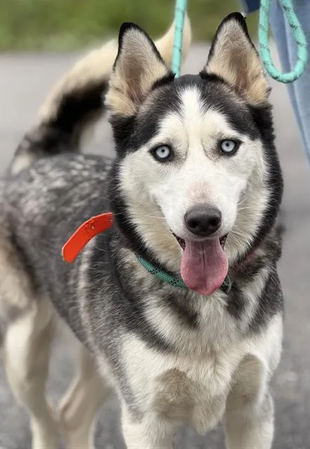 An adult medium-sized male Siberian Husky dog named Rufus for adoption in Canfield, OH