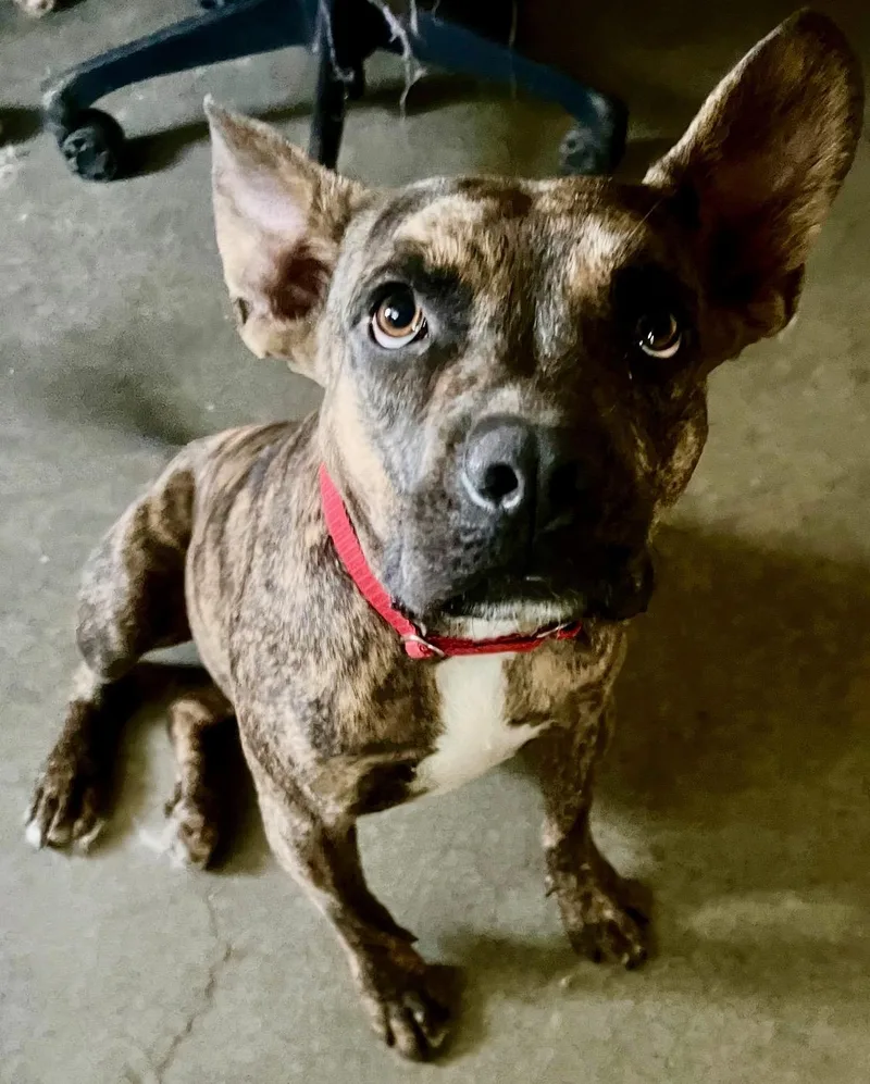 A young medium-sized male Bicolor French Bulldog dog named Harper for adoption in Manhattan Beach, CA