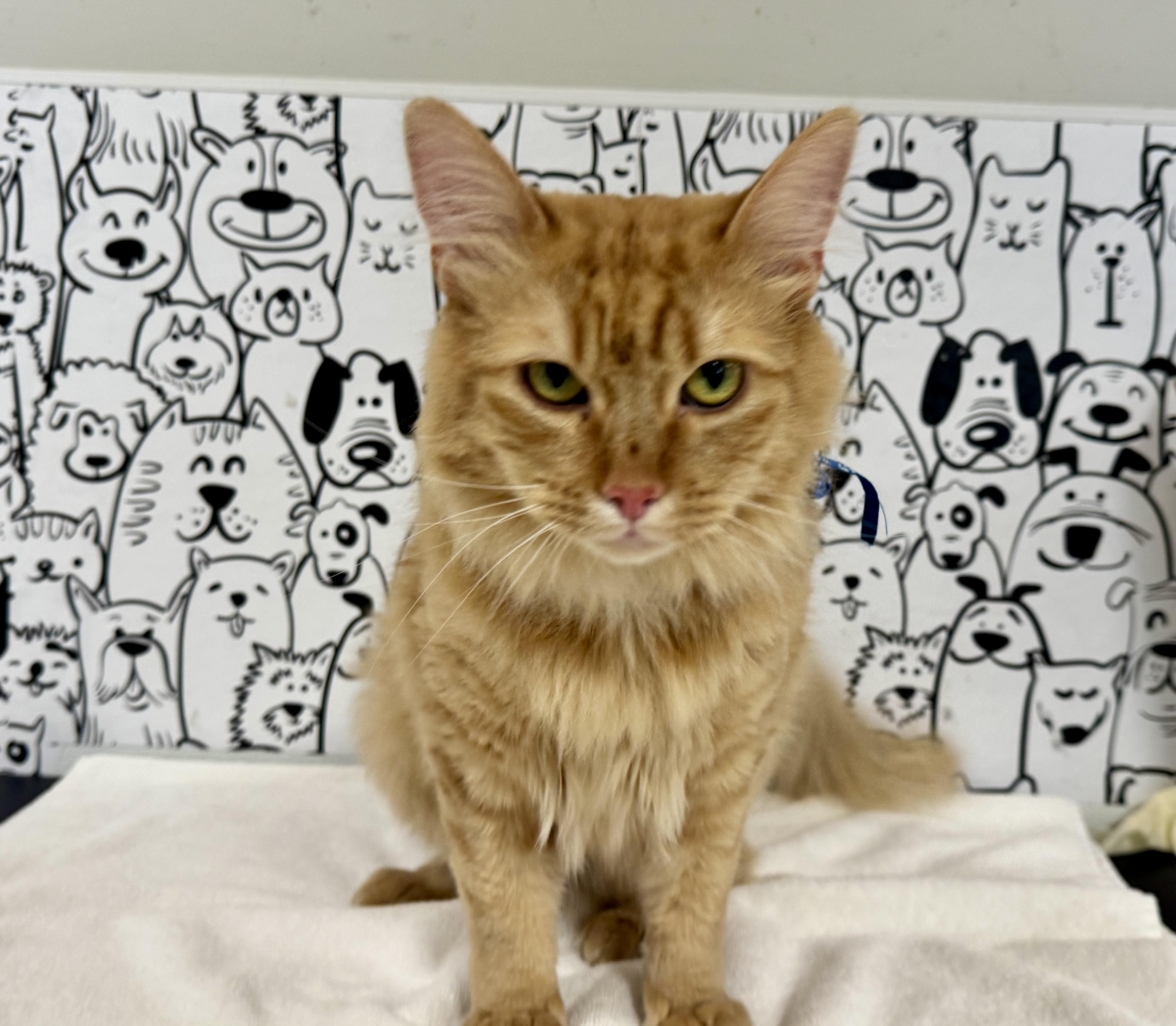 Garfield
