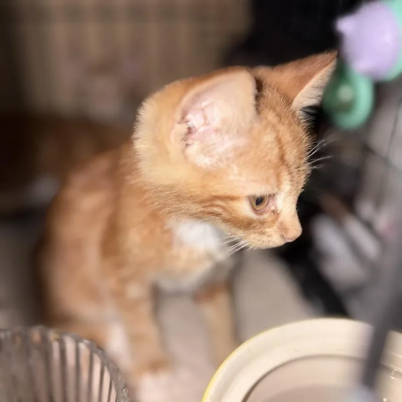 A baby small-sized male Orange / Red Domestic Short Hair cat named Willie for adoption in Santa Fe, TX