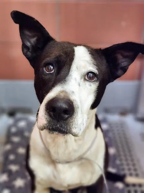 An adult medium-sized male Australian Cattle Dog / Blue Heeler dog named Harvey for adoption in Houston, TX