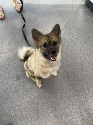 An adult medium-sized male Mixed Breed dog named Maximus Prime for adoption in West Chester, PA