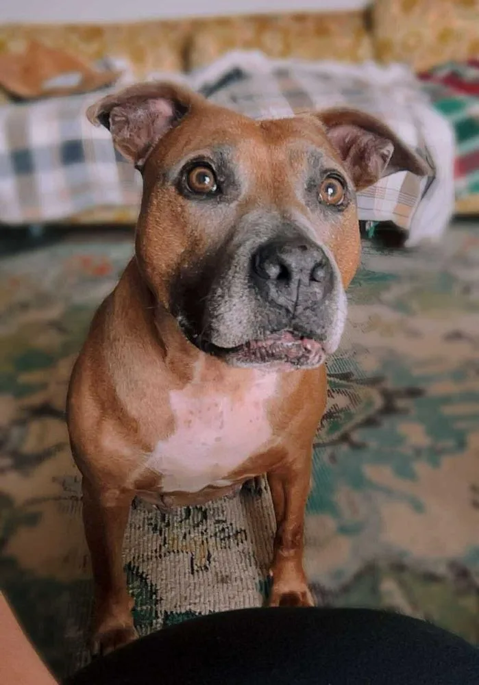 An adult medium-sized female Yellow / Tan / Blond / Fawn Pit Bull Terrier dog named Kori for adoption in Shawnee, OK