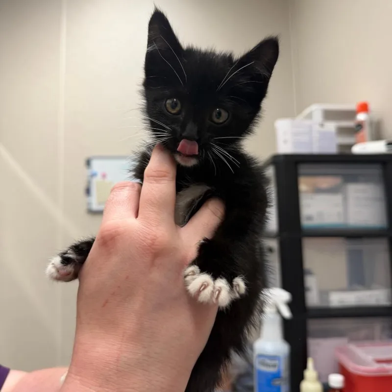 A baby small-sized female Black Domestic Short Hair cat named Cruella for adoption in Morganton, NC