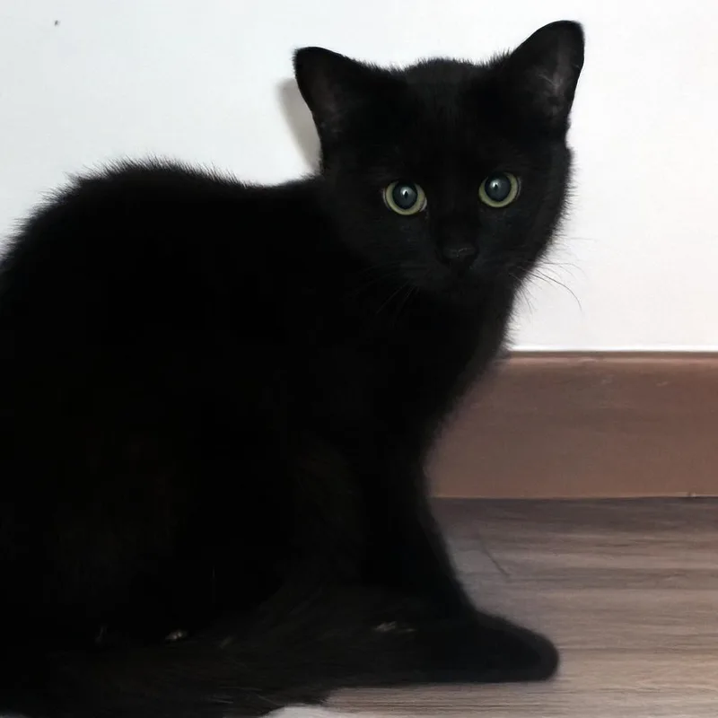 Boo Boo Moose thumbnail 2