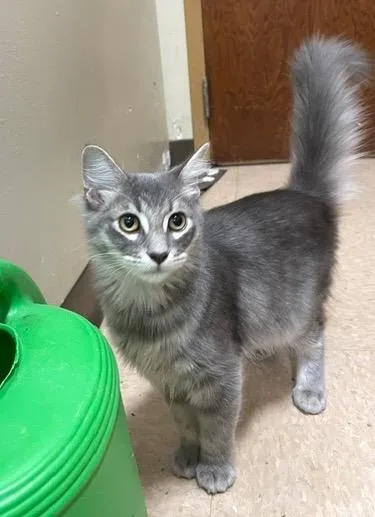A baby medium-sized male Domestic Medium Hair cat named Ghost for adoption in Little Rock, AR