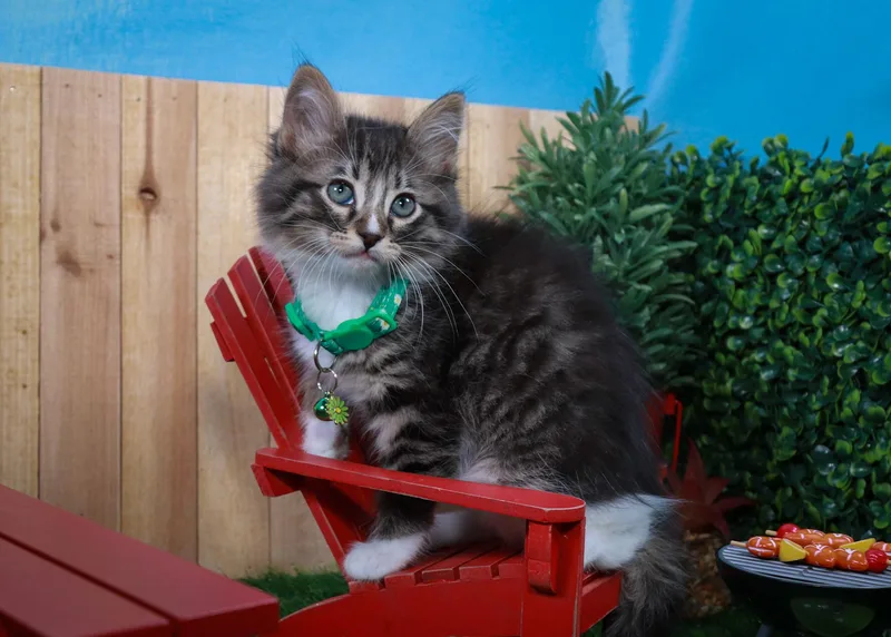 A baby medium-sized female Tabby (Buff / Tan / Fawn) Tabby cat named Lilibet for adoption in Parker, TX