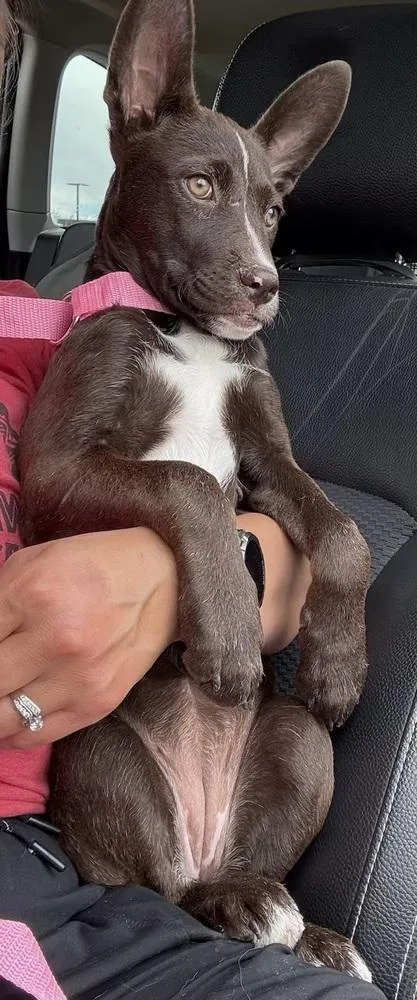 A baby medium-sized female Tricolor (Brown, Black, & White) Border Collie dog named Coco for adoption in Lafayette, CO