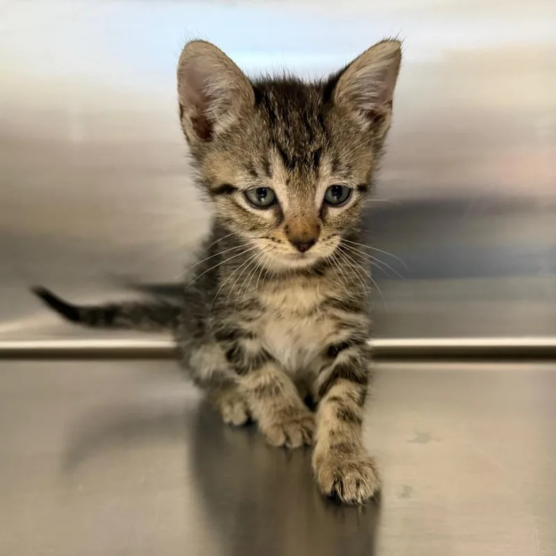 A baby small-sized male Black Domestic Short Hair cat named Ziggy for adoption in Marshall, TX