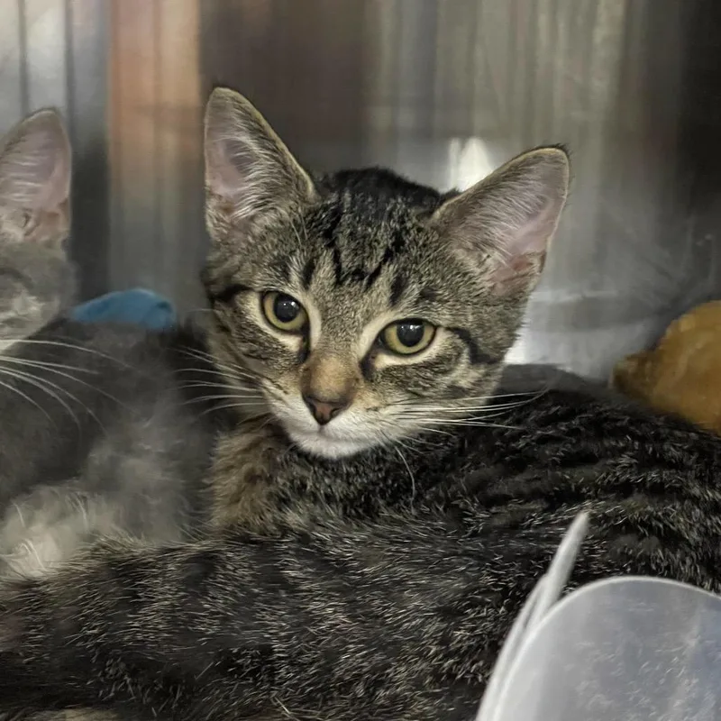 A baby small-sized female Domestic Short Hair cat named Wrath for adoption in Mentor, OH
