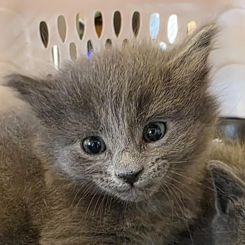 A baby small-sized male Gray / Blue / Silver Domestic Medium Hair cat named Wyatt for adoption in Laramie, WY