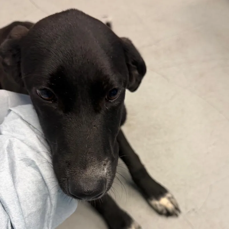 A young medium-sized female Black Australian Shepherd dog named Mel for adoption in Charlottesville, VA
