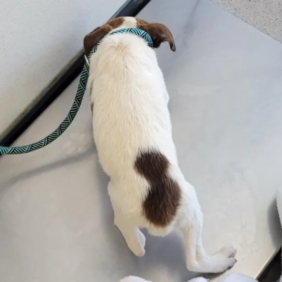 A baby small-sized female White / Cream Mixed Breed dog named Snickers for adoption in Las Cruces, NM