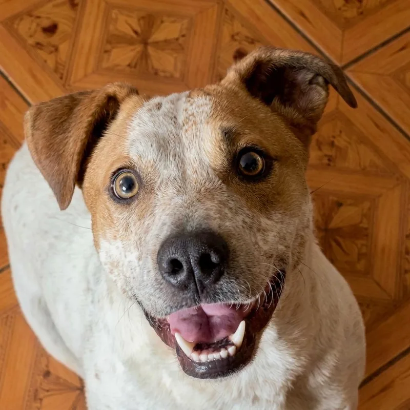 An adult large-sized male Australian Cattle Dog / Blue Heeler dog named Samuel for adoption in Brooklyn, NY