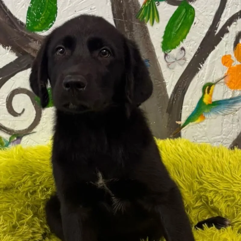 A baby large-sized male Black Labrador Retriever dog named Melvin for adoption in Danville, VT