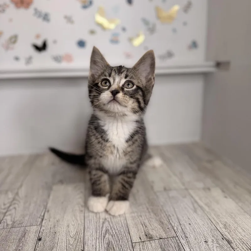 A baby small-sized male Brown / Chocolate Domestic Short Hair cat named Pork Chop for adoption in Pasadena , MD