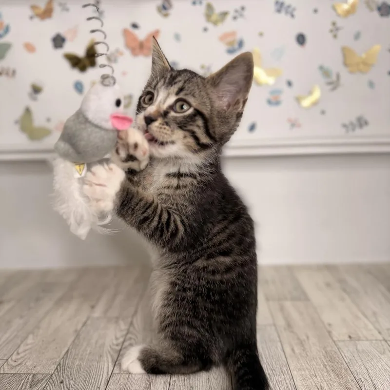 Pork Chop thumbnail 2