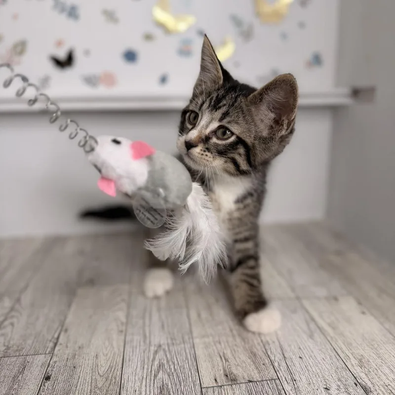 Pork Chop thumbnail 3